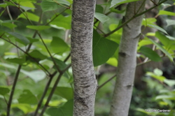 Betula japonica 'White Spire' — photo 3